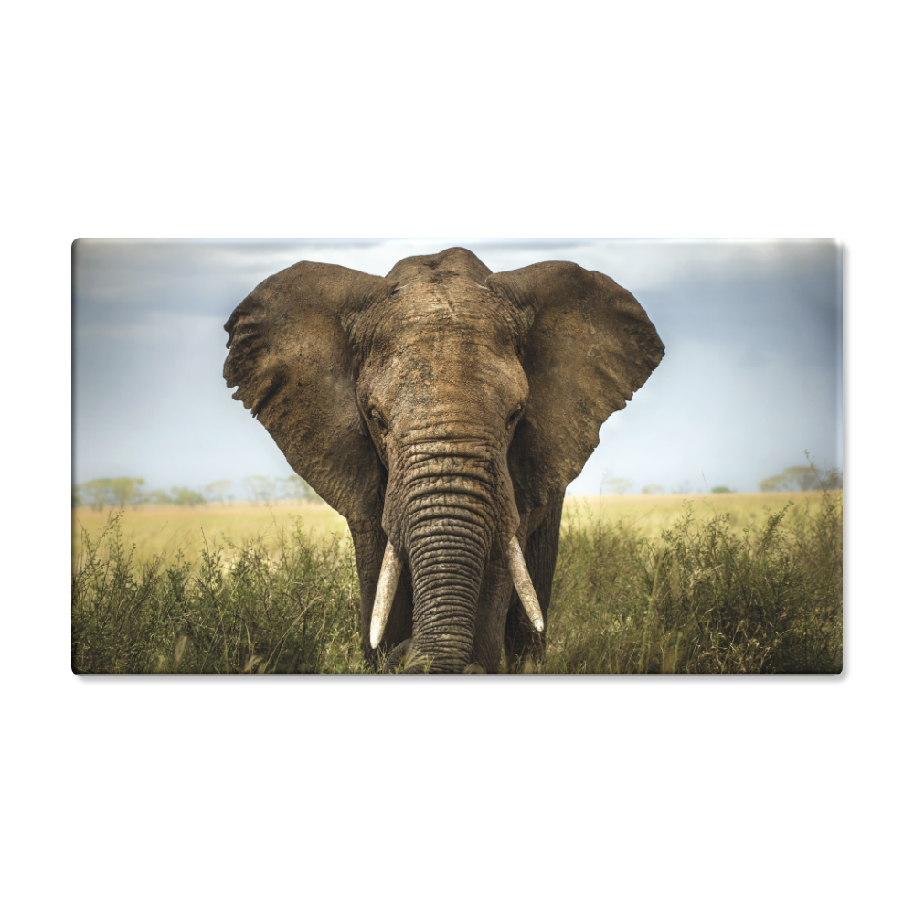 Safari Elephant Gift Box (500g) Geldhof Chocolatier